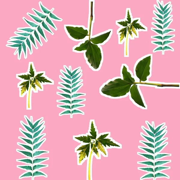 Pflanzensatz Und Azadirachta Indica Blätter — Stockfoto