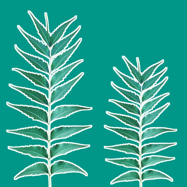 Nahtloses Muster Mit Zweigen Von Azadirachta Indica Blättern — Stockfoto