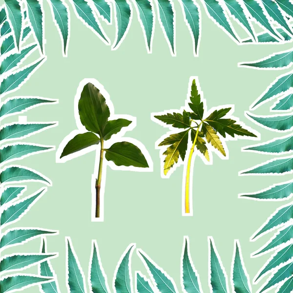 Azadirachta Indica Bladeren Frame Met Commelina Benghalensis Planten — Stockfoto