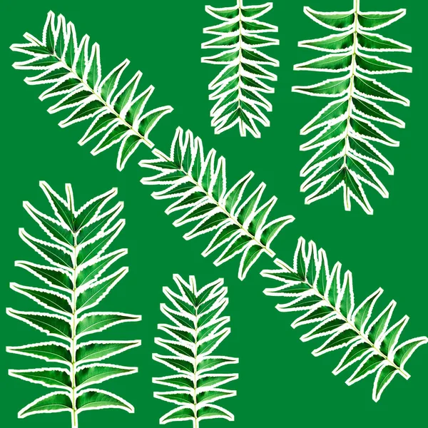Ein Nahtloses Muster Mit Zweigen Von Azadirachta Indica Leavesa — Stockfoto