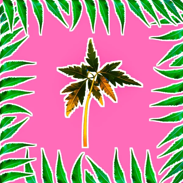 Azadirachta indica yaprak çerçeve küçük ağaç ile illüstrasyon