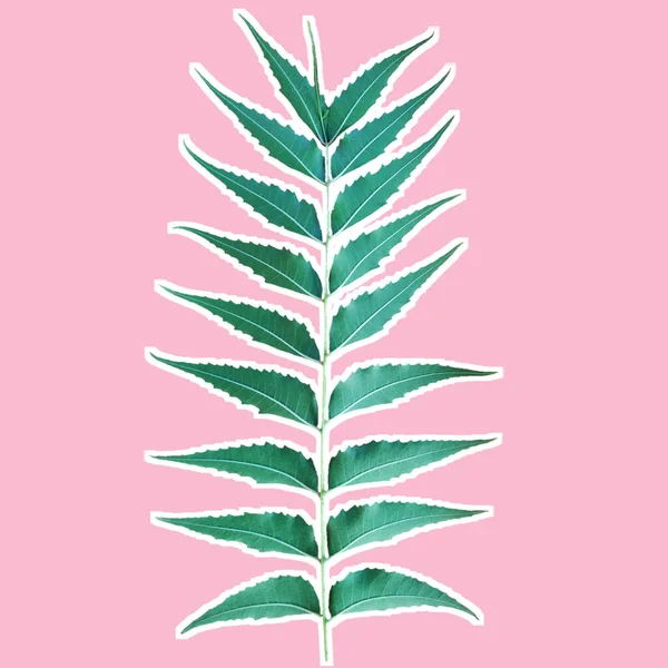 Azadirachta Indica Leaf White Stroke Isolated Pink — Stock Photo, Image