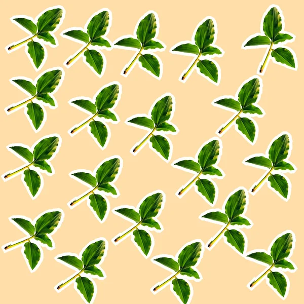 Seamless Pattern Commelina Benghalensis Green Leaves — Stock Photo, Image