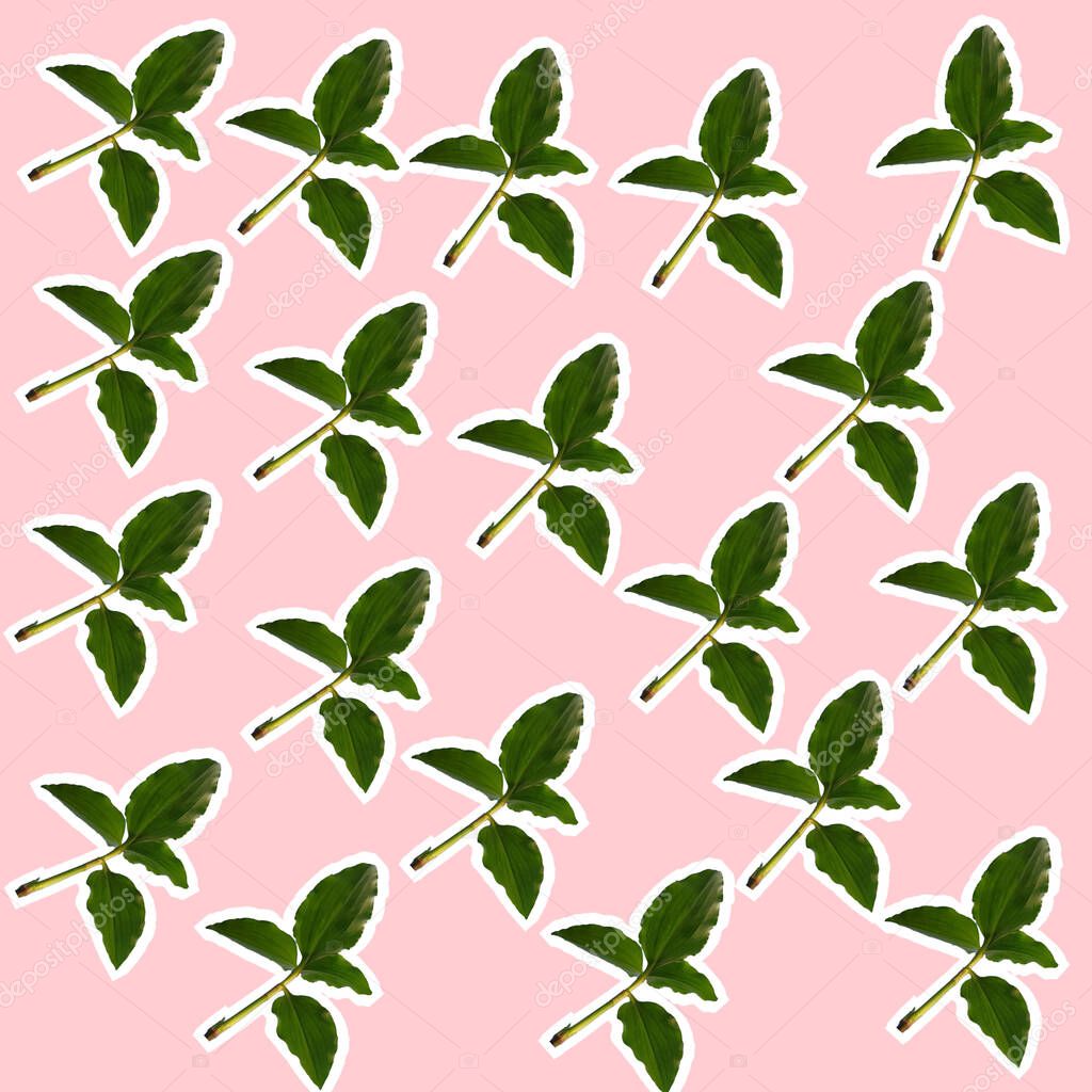 A commelina benghalensis plants pattern