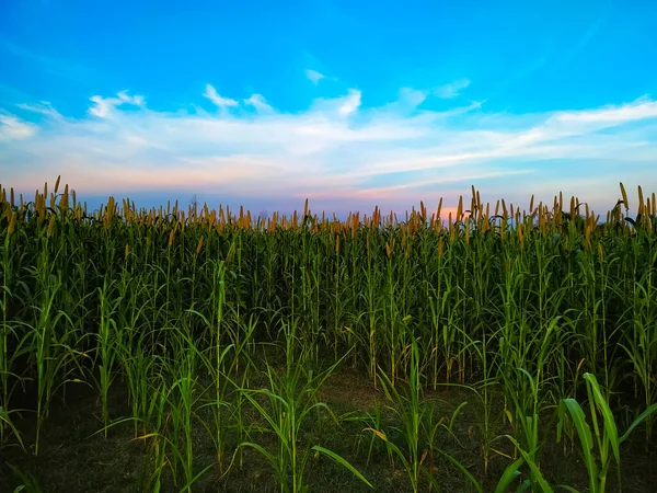 Paisagem Rural Verão Campo Milheto Contra Céu Azul Fundo Com — Fotografia de Stock