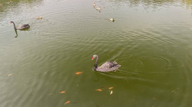  Abdzie czarne z czerwonym dziobem pywajcy w stawie