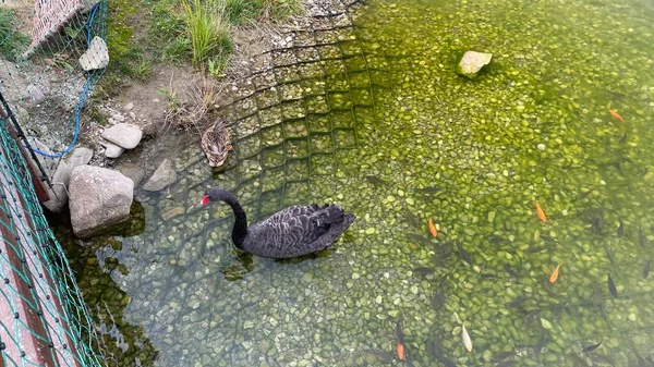 Dzika Kaczka Plywajca Stawie Rybkami —  Fotos de Stock