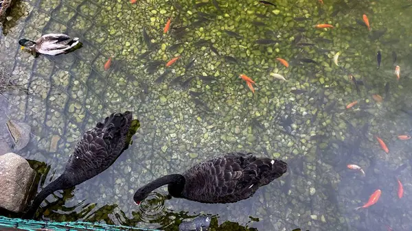 Dzika Kaczka Plywajca Stawie Rybkami — Foto Stock