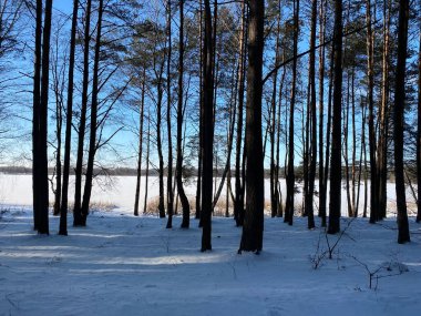 Wodawa Polonya yakınlarında karla kaplı bir çam ormanı, karla kaplı ağaçlar ve toprak bir yol.