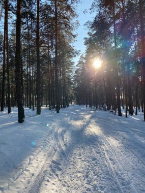 Wodawa Polonya yakınlarında karla kaplı bir çam ormanı, karla kaplı ağaçlar ve toprak bir yol.