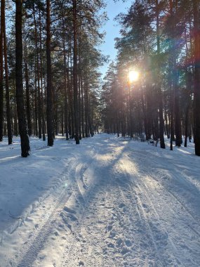 Wodawa Polonya yakınlarında karla kaplı bir çam ormanı, karla kaplı ağaçlar ve toprak bir yol.