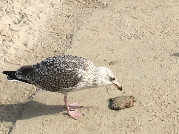 Baltic Sea Jarosawiec Beach Visible Seagulls — Stock Photo, Image