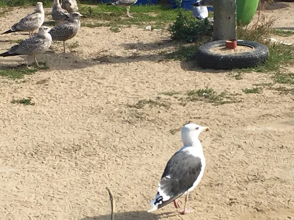 Baltic Sea Jarosawiec Beach Visible Seagulls — Stock Photo, Image