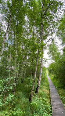 Parktaki ahşap köprü Wlodawa civarındaki bataklık ormanından geçiyor.