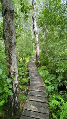 Parktaki ahşap köprü Wlodawa civarındaki bataklık ormanından geçiyor.