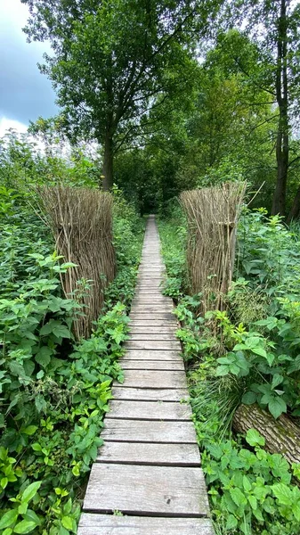 Holzsteg Park Führt Durch Den Sumpfwald Mischwild Der Nähe Von — Stockfoto