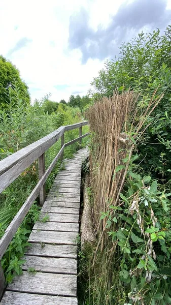 Holzsteg Park Führt Durch Den Sumpfwald Mischwild Der Nähe Von — Stockfoto