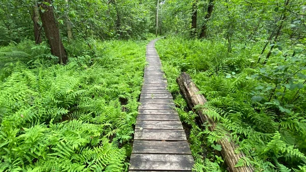 Passarela Madeira Parque Passa Pela Floresta Pântano Misturado Vida Selvagem — Fotografia de Stock