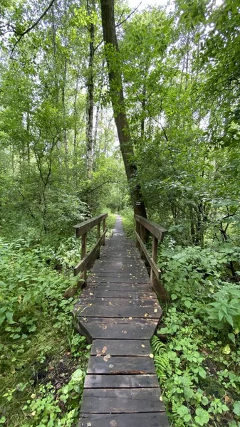 Drewniana Kładka Parku Przechodzi Przez Las Bagienny Mieszane Dzikie Zwierzęta — Zdjęcie stockowe