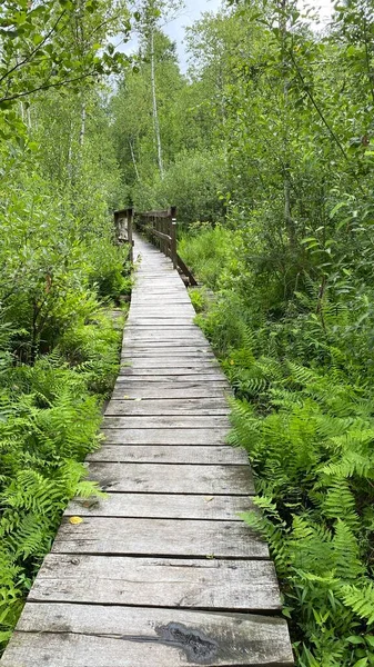 Passarela Madeira Parque Passa Pela Floresta Pântano Misturado Vida Selvagem — Fotografia de Stock