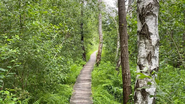 Passarela Madeira Parque Passa Pela Floresta Pântano Misturado Vida Selvagem — Fotografia de Stock