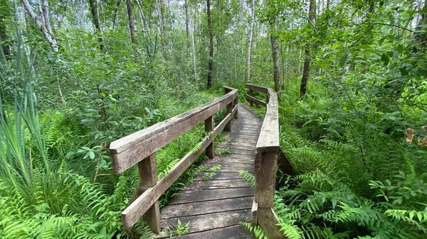 Drewniana Kładka Parku Przechodzi Przez Las Bagienny Mieszane Dzikie Zwierzęta — Zdjęcie stockowe