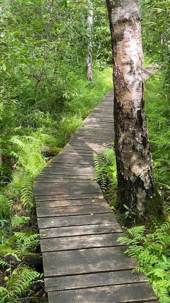 Dřevěná Lávka Parku Prochází Bažinatým Lesem Smíšené Divoké Zvěře Okolí — Stock fotografie