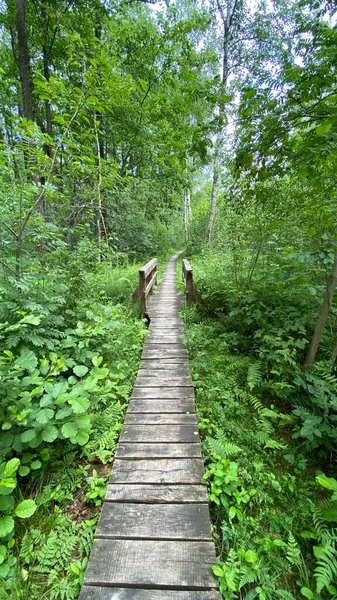 Passerelle Bois Dans Parc Passe Travers Forêt Marécageuse Mixte Faune — Photo