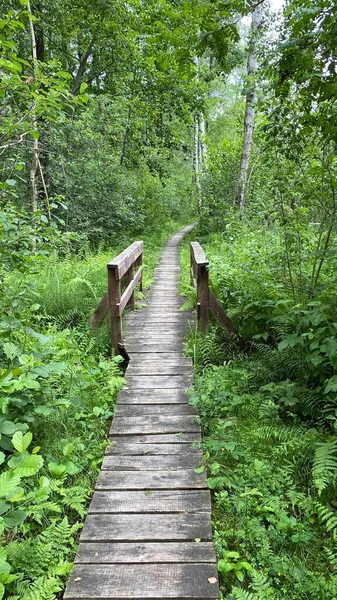 公園内の木製の歩道橋は ウロダワ近郊の湿地帯森林混合野生生物を通っています — ストック写真