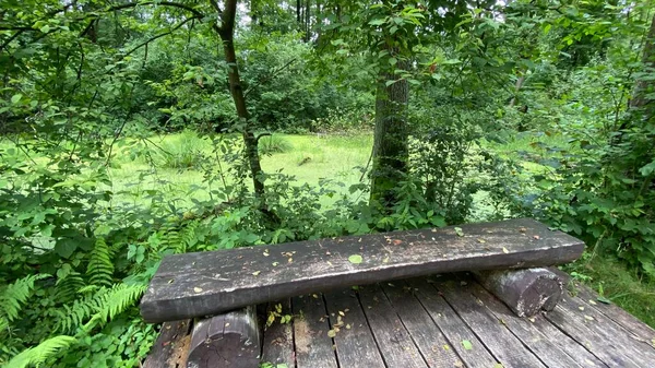 Passerelle Bois Dans Parc Passe Travers Forêt Marécageuse Mixte Faune — Photo