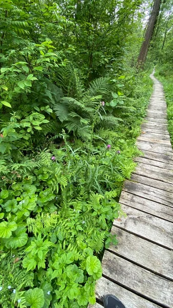 Passerelle Bois Dans Parc Passe Travers Forêt Marécageuse Mixte Faune — Photo