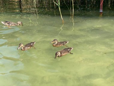 Wlodawa yakınlarında White Gölü 'nde yüzen vahşi ördekler.