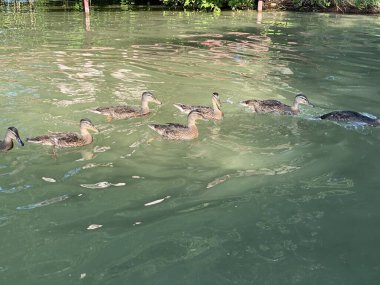 Wlodawa yakınlarında White Gölü 'nde yüzen vahşi ördekler.