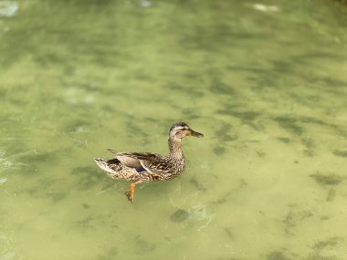 Wlodawa yakınlarında White Gölü 'nde yüzen vahşi ördekler.