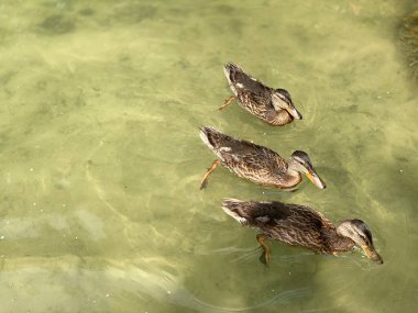 Wlodawa yakınlarında White Gölü 'nde yüzen vahşi ördekler.