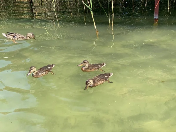Wild Young Ducks Floating Lake White Wlodawa — Stock Photo, Image