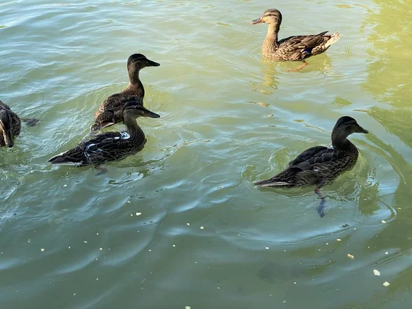 Дикі Молоді Качки Плавають Озері Вайт Поблизу Влодави — стокове фото