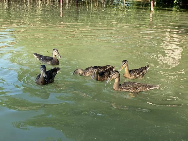 Jovens Patos Selvagens Flutuando Lago Branco Perto Wlodawa — Fotografia de Stock