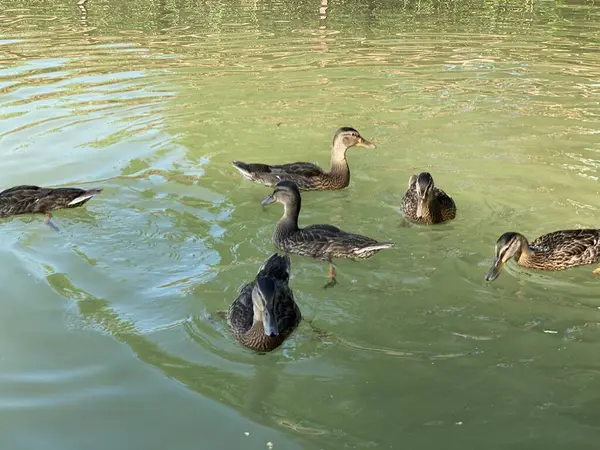 Jovens Patos Selvagens Flutuando Lago Branco Perto Wlodawa — Fotografia de Stock