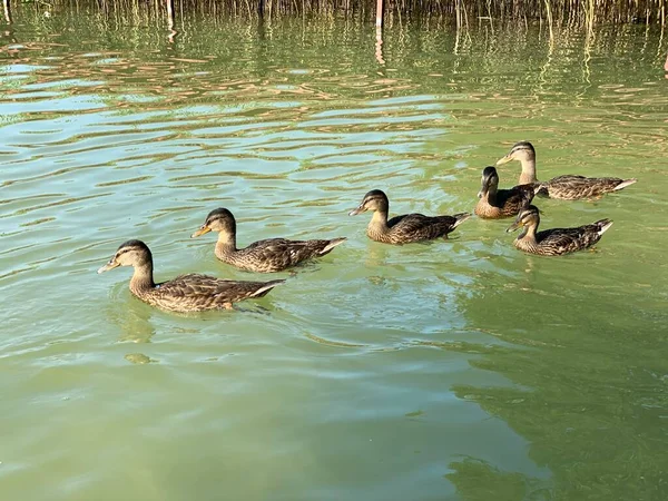 Jovens Patos Selvagens Flutuando Lago Branco Perto Wlodawa — Fotografia de Stock