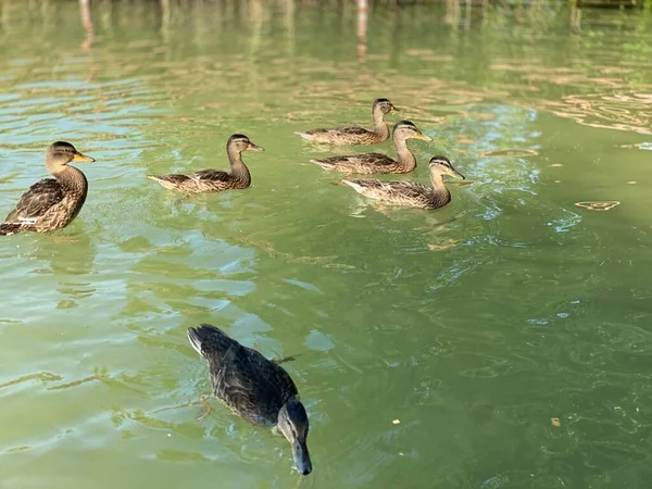 Jovens Patos Selvagens Flutuando Lago Branco Perto Wlodawa — Fotografia de Stock