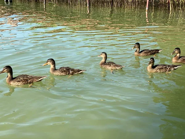 Junge Wildenten Treiben Weißen See Bei Wlodawa — Stockfoto