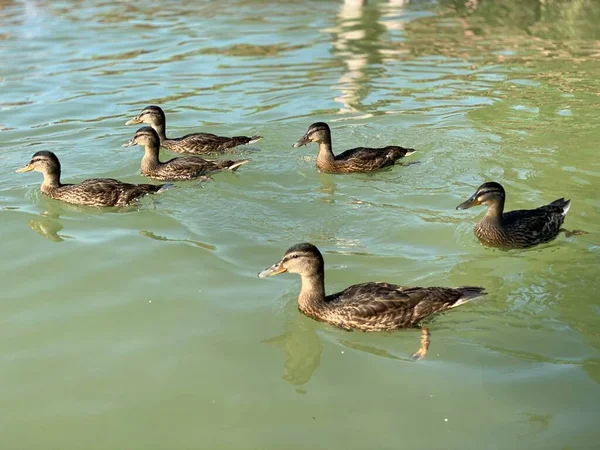 Jovens Patos Selvagens Flutuando Lago Branco Perto Wlodawa — Fotografia de Stock