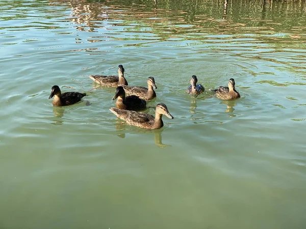 Jovens Patos Selvagens Flutuando Lago Branco Perto Wlodawa — Fotografia de Stock