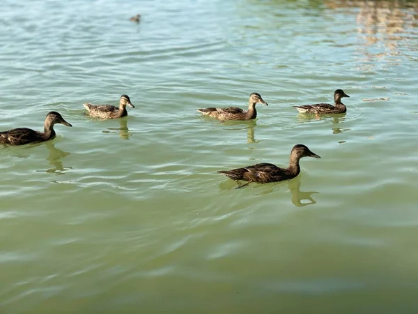 Junge Wildenten Treiben Weißen See Bei Wlodawa — Stockfoto