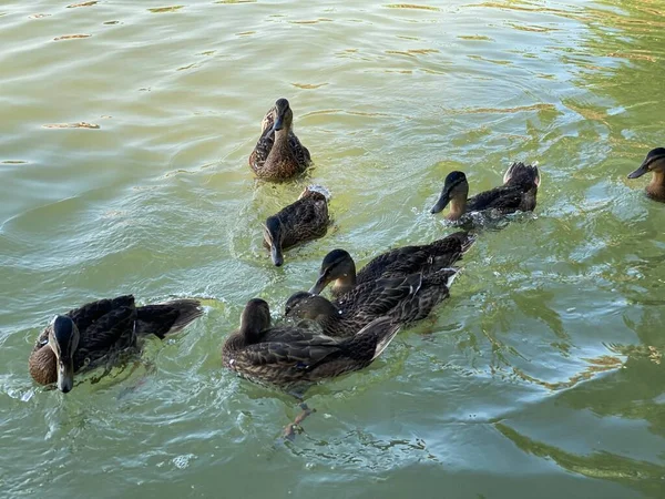 Jovens Patos Selvagens Flutuando Lago Branco Perto Wlodawa — Fotografia de Stock