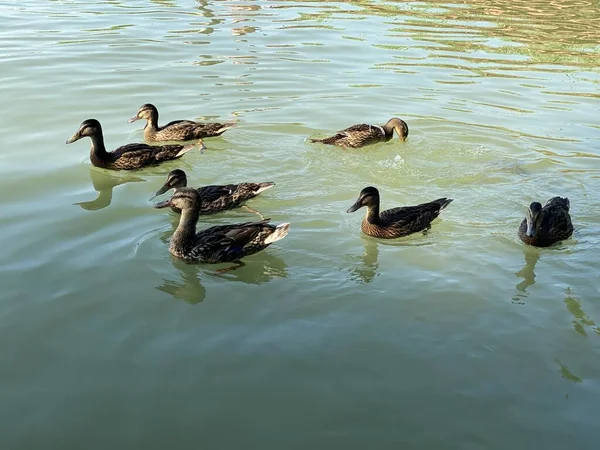 Дикі Молоді Качки Плавають Озері Вайт Поблизу Влодави — стокове фото