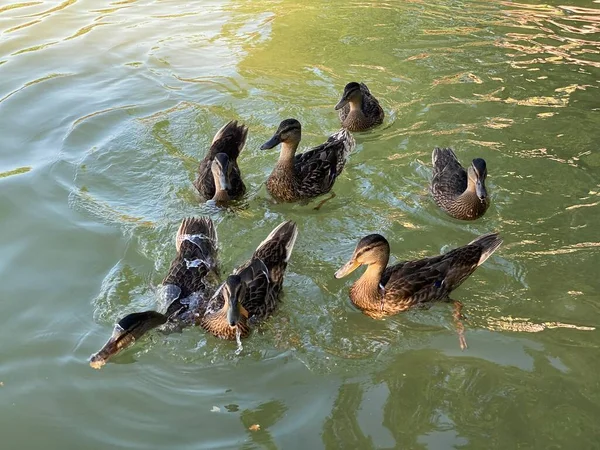 Junge Wildenten Treiben Weißen See Bei Wlodawa — Stockfoto