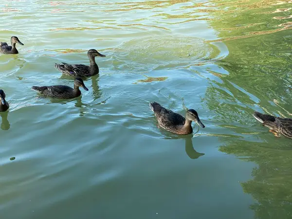 在Wlodawa附近的怀特湖中漂浮的野鸭 — 图库照片