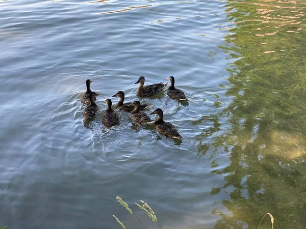 Jovens Patos Selvagens Flutuando Lago Branco Perto Wlodawa — Fotografia de Stock